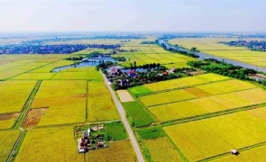 Giá đền bù đất trồng lúa năm 2024